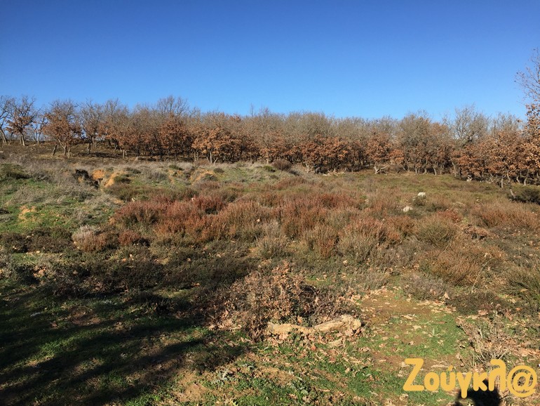 Η έκταση είναι χαρακτηρισμένη ως δασική, γεγονός που αποτελεί εμπόδιο για την απόδοσή της στους κατοίκους του Τριποτάμου