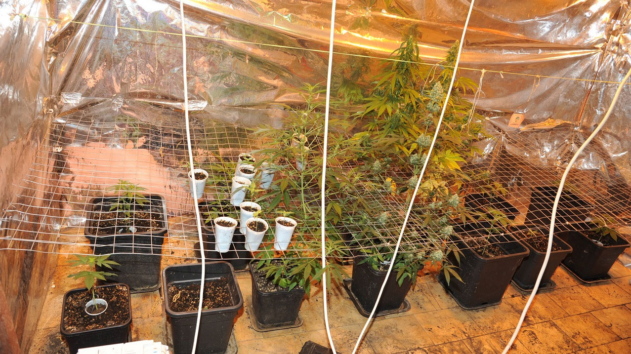 Διαρρήκτες κάρφωσαν στην Αστυνομία ότι στο σπίτι που έκλεψαν καλλιεργούνταν κάνναβη Διαρρήκτες κάρφωσαν στην Αστυνομία ότι στο σπίτι που έκλεψαν καλλιεργούνταν κάνναβη