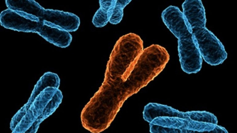 Η σημασία των αρσενικών στην εξελικτική διαδικασία