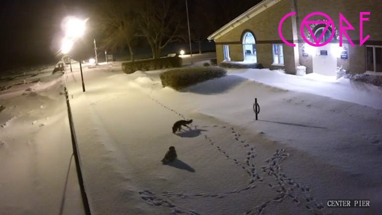 Μια ασυνήθιστη συνάντηση