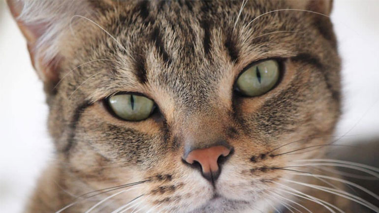 Αυστραλία: Γάτος που είχε χαθεί πριν από εννέα χρόνια, επέστρεψε στην οικογένειά του