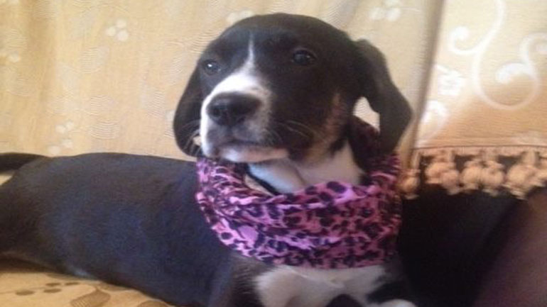 Χαρίζονται τρία πανέμορφα κουτάβια pointer στην Εύβοια