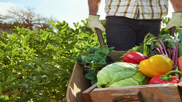 Συνεργασία Περιφερειών Κεντρικής Μακεδονίας και Τοσκάνης στον αγροδιατροφικό τομέα
