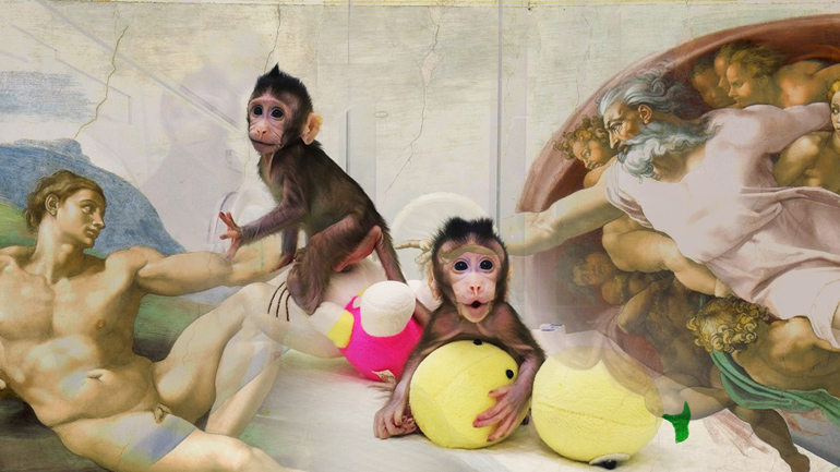 Η επιστήμη έπλασε τον… μακάκο