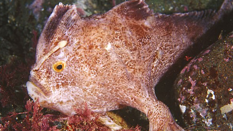 Αυστραλία: Νέος πληθυσμός από τα σπανιότερα ψάρια του κόσμου εντοπίστηκε στις ακτές της Τασμανίας