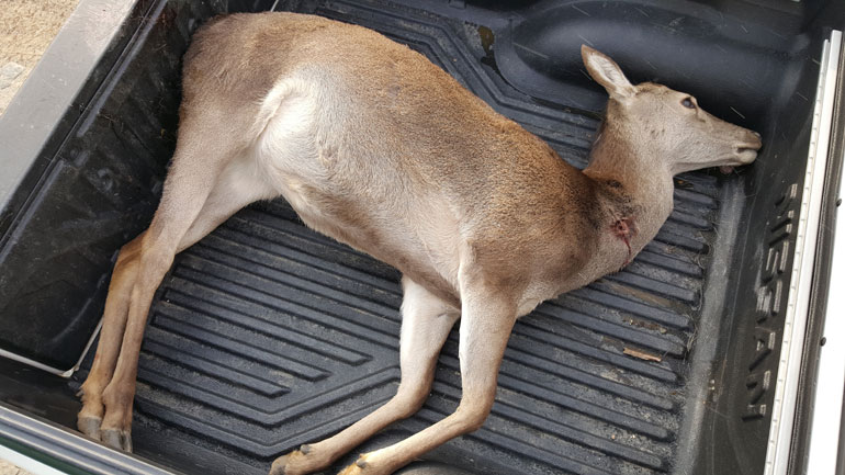 Πυροβόλησαν και σκότωσαν ελάφι στο Νυμφαίο