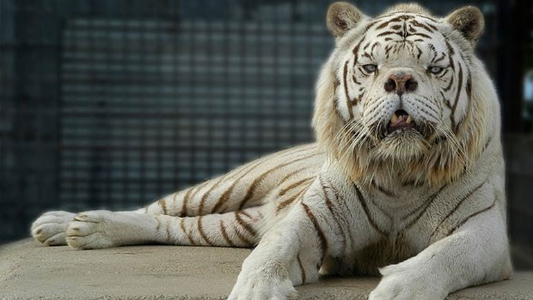 Έρευνα: Η επέκταση των ανθρώπων έχει περιορίσει τις κινήσεις των ζώων στη φύση