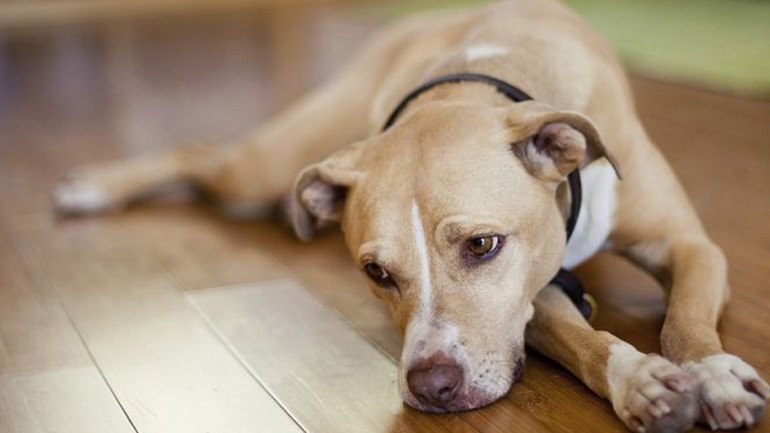 Πότε ο σκύλος έχει κατάθλιψη; Τα σημάδια και οι τρόποι αντιμετώπισης