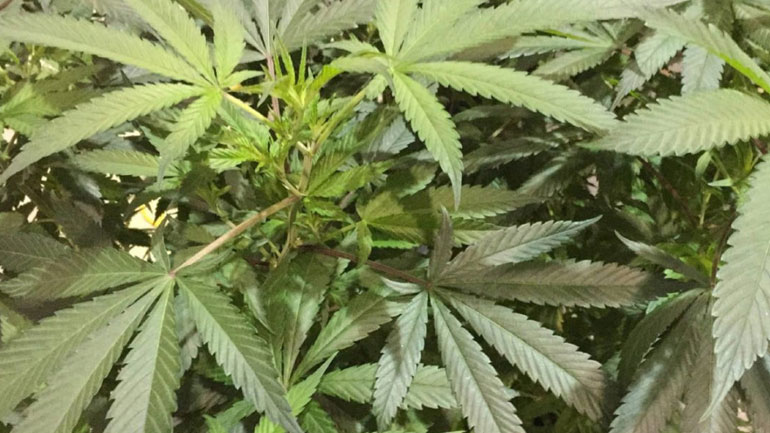 Σχεδόν 3,7 δισ. ευρώ ξόδεψαν οι Καναδοί το 2017 για την αγορά κάνναβης