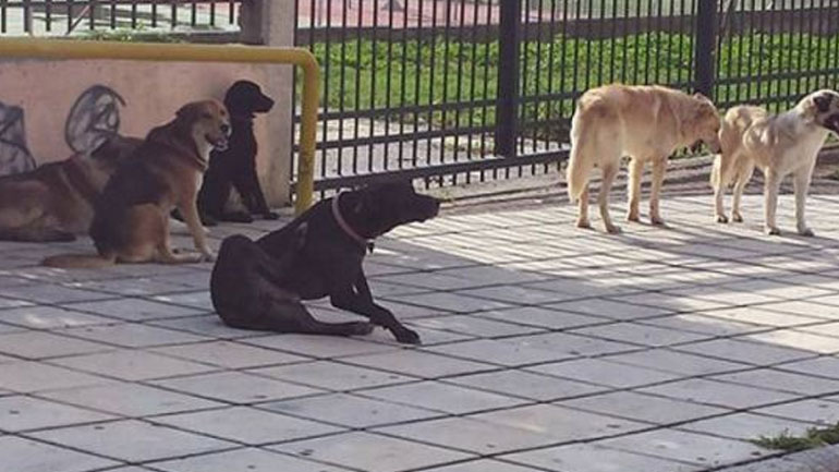 Λαμία: Αδέσποτο σκυλί δάγκωσε μικρό παιδί στο πρόσωπο