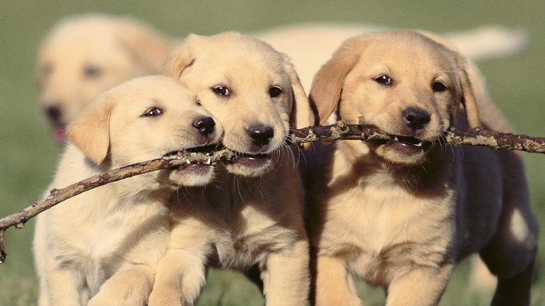 Νέο σχέδιο νόμου για τα ζώα συντροφιάς