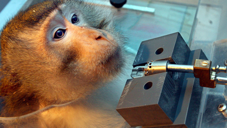 Γερμανία: Ευαισθησία για τους πιθήκους, κουβέντα για τους ανθρώπους