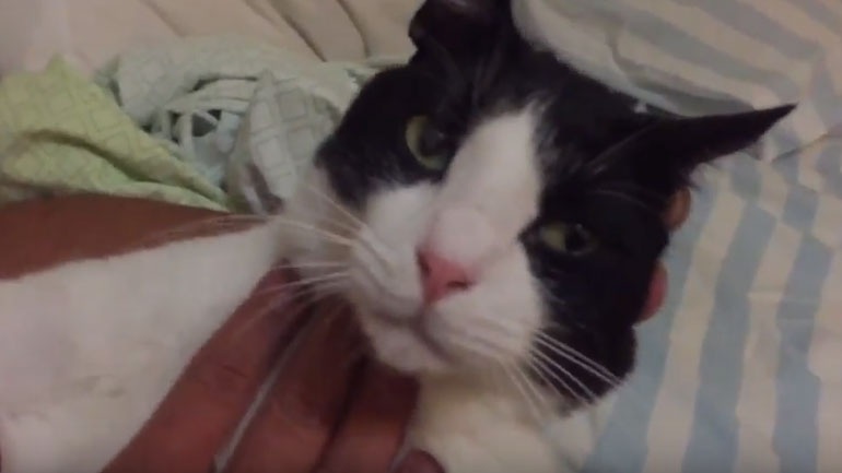 Η γάτα που νομίζει ότι είναι σκύλος