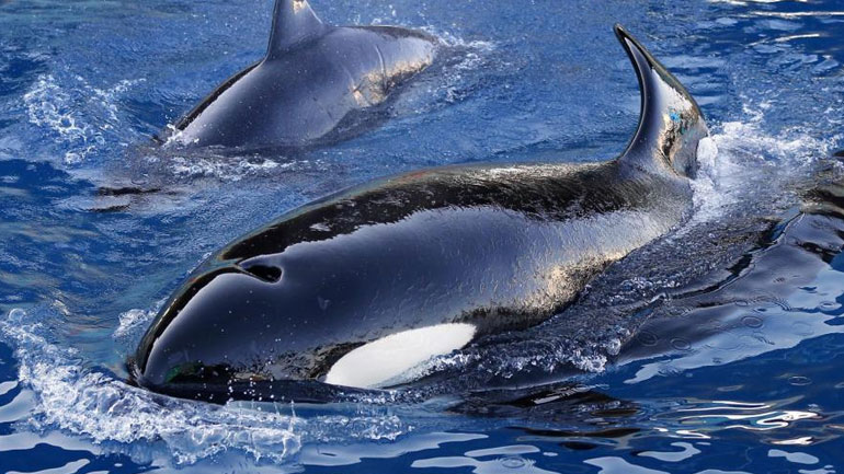 Ηχητικό: Η 14χρονη θηλυκή όρκα Ουίκι «μιλάει» την ανθρώπινη γλώσσα!