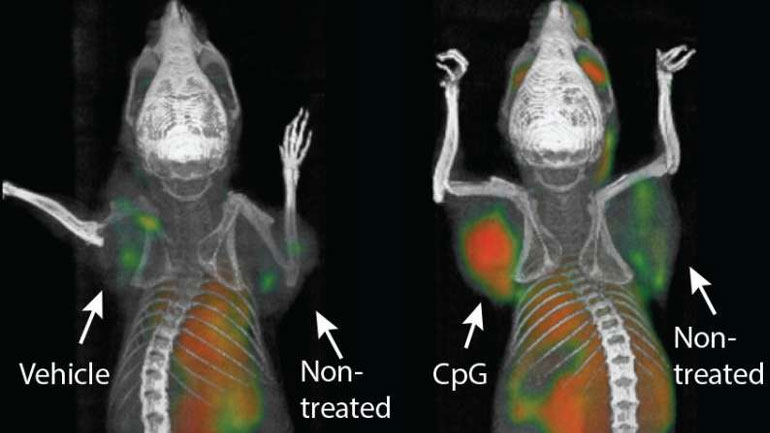 Aντικαρκινική ανοσοθεραπεία εξαφάνισε όλους τους όγκους σε πειραματόζωα, ακόμη και τις μεταστάσεις