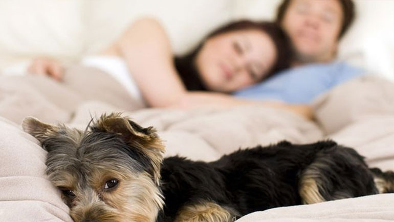 Μήπως να αρχίσεις να κοιμάσαι με το σκυλί σου;