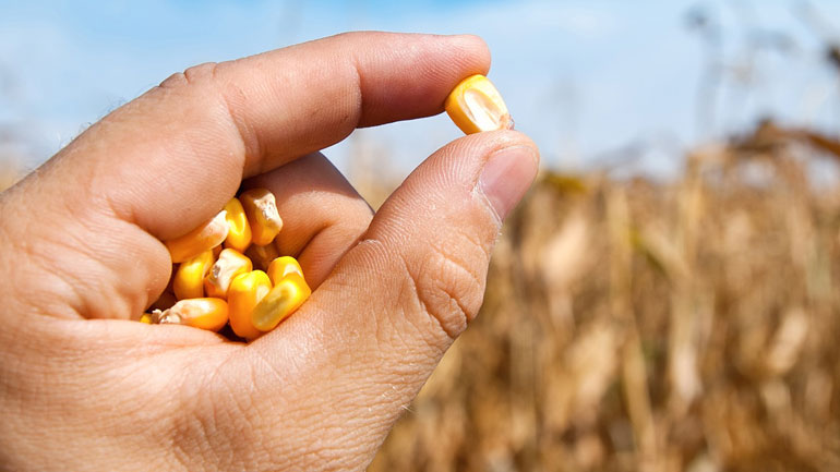 Από την Ελλάδα το 22% της παγκόσμιας παραγωγής σπόρων