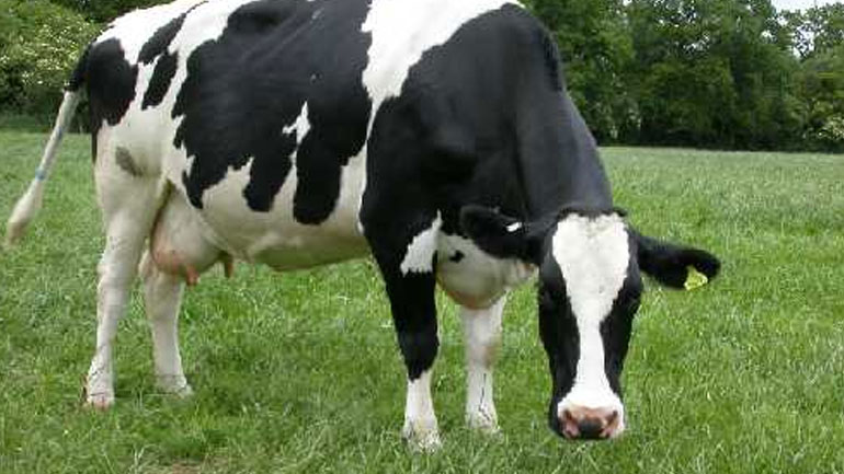 Ηλικιωμένος καταδικάστηκε για σεξουαλική κακοποίηση αγελάδων