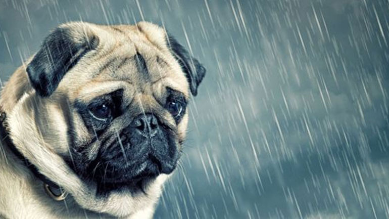 Συμβουλές για το πώς να βγάζετε βόλτα τον σκύλο σας όταν βρέχει