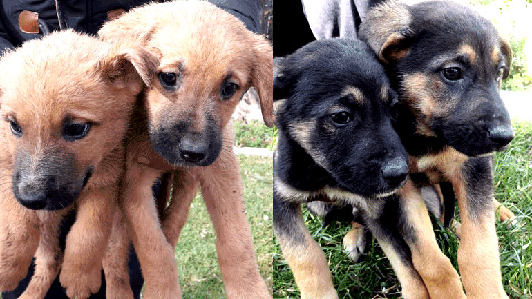 Χαρίζονται ημίαιμα νεογέννητα λυκοσκυλάκια!