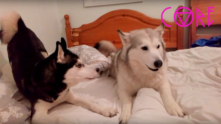 Ένα Χάσκυ και ένα Μάλαμουτ σε λογομαχία