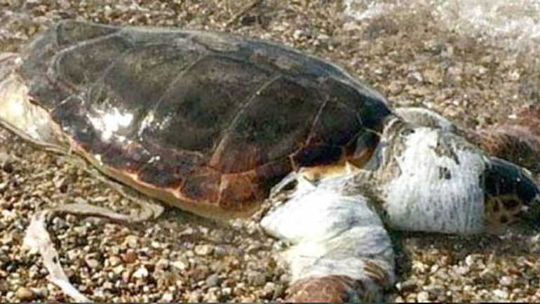 Νεκρή καρέτα – καρέτα στο Πήλιο