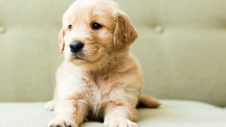 Aλωπεκία στο κατοικίδιό σας – Όλα όσα πρέπει να γνωρίζετε