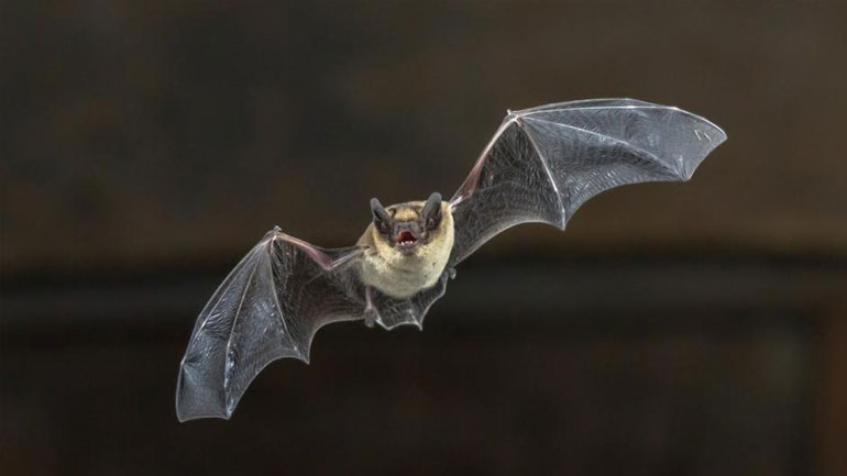 Οι επιστήμονες ψάχνουν και στις νυχτερίδες το μυστικό της μακροζωίας