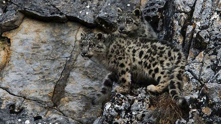 Σύστημα παρακολούθησης για την προστασία της τίγρης της Σιβηρίας και της λεοπάρδαλης του Αμούρ