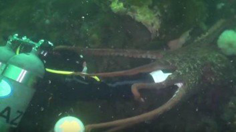 Γιγάντιο χταπόδι προσπαθεί να καταπιεί δύτη