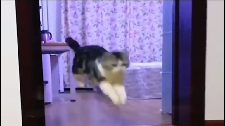 Πώς να ξεγελάσετε τη γάτα σας