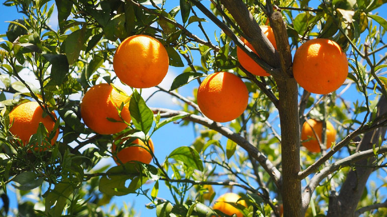 Όλα τα εσπεριδοειδή έλκουν την καταγωγή τους από τους πρόποδες των Ιμαλαΐων