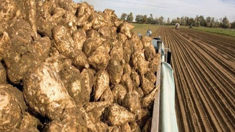 Θεσσαλονίκη: Ορατός ο κίνδυνος να χαθεί η εφετινή καλλιεργητική περίοδος τεύτλων