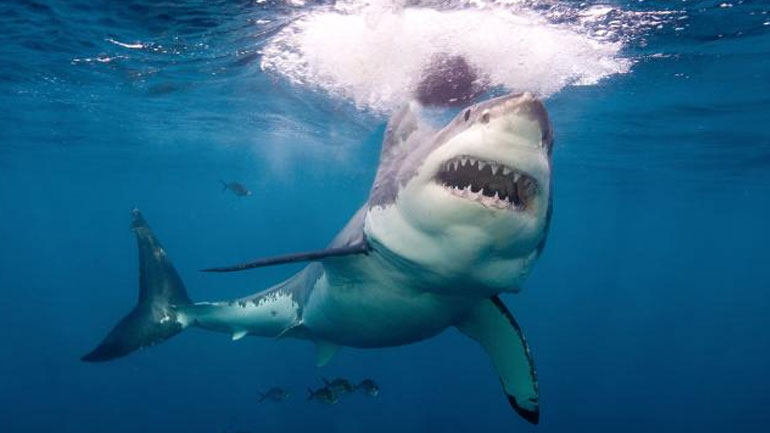 Αυστραλία: Περισσότεροι από 2.000 ενήλικοι λευκοί καρχαρίες ζουν στη θαλάσσια περιοχή