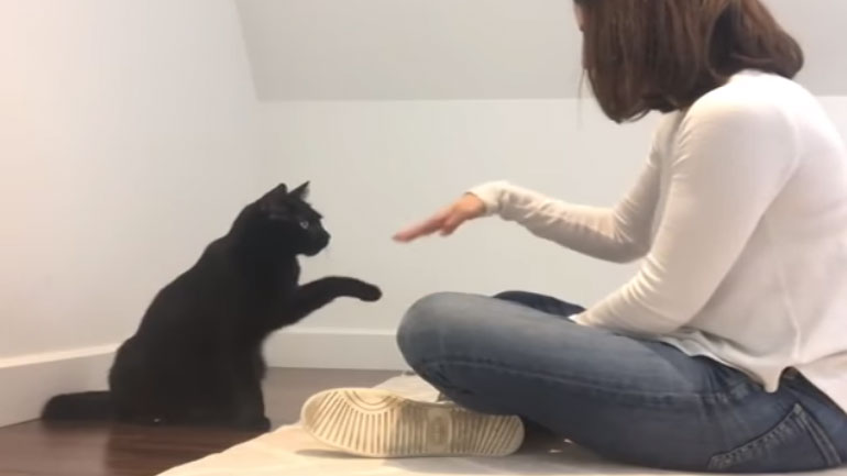 Γυναίκα και γάτα έχουν αναπτύξει μια ιδιαίτερη χειραψία!