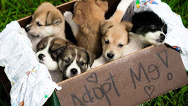 Γιορτή υιοθεσίας αδέσποτων ζώων στη Μαρίνα Μυτιλήνης