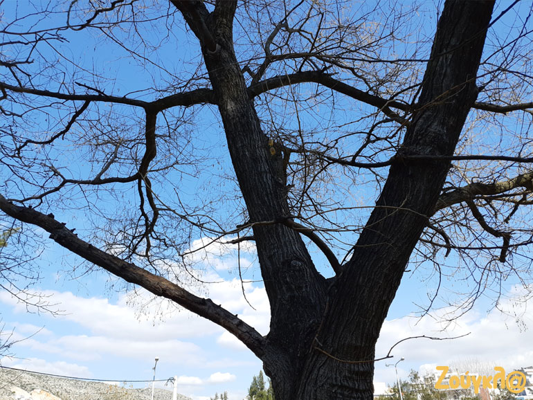 Δείγματα από την πίσω κάμερα του A8.