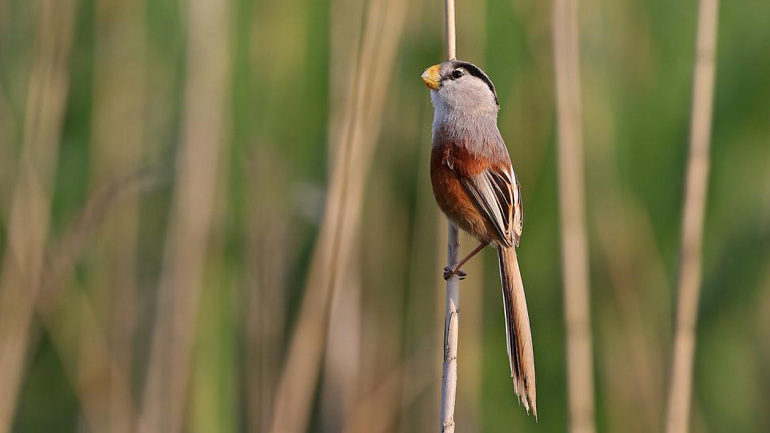 Σπάνιο πτηνό εντοπίστηκε στην Τσινγκντάο της Κίνας