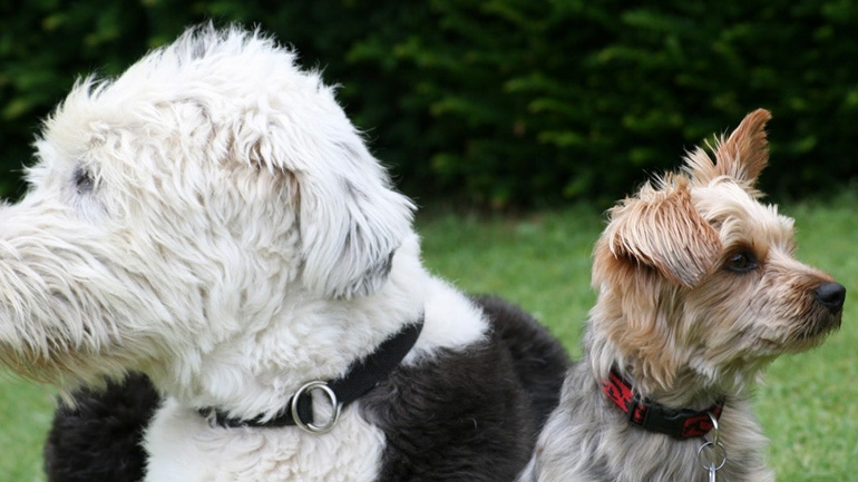 Πώς να προστατεύσετε τον σκύλο σας από τον θανατηφόρο ιό της γρίπης H3N2