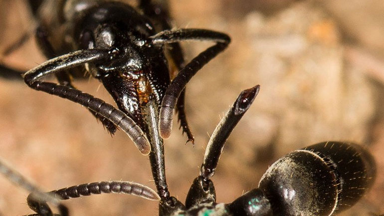 Και τα μυρμήγκια περιποιούνται τους τραυματίες στο πεδίο της μάχης!