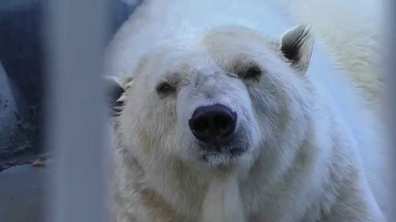 Πέθανε η Αμντέρμα, η γηραιότερη λευκή αρκούδα της Ρωσίας