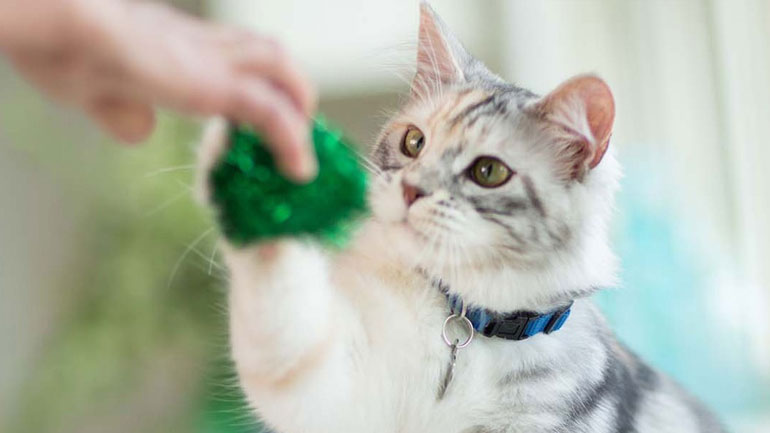 Τέσσερις τρόποι να βελτιώσεις την υγεία της γάτας σου άμεσα