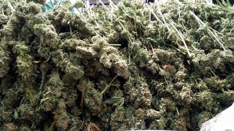 Λαγονήσι: Εντοπίσθηκε σε πολυτελή κατοικία πλήρως εξοπλισμένο εργαστήριο υδροπονικής καλλιέργειας κάνναβης