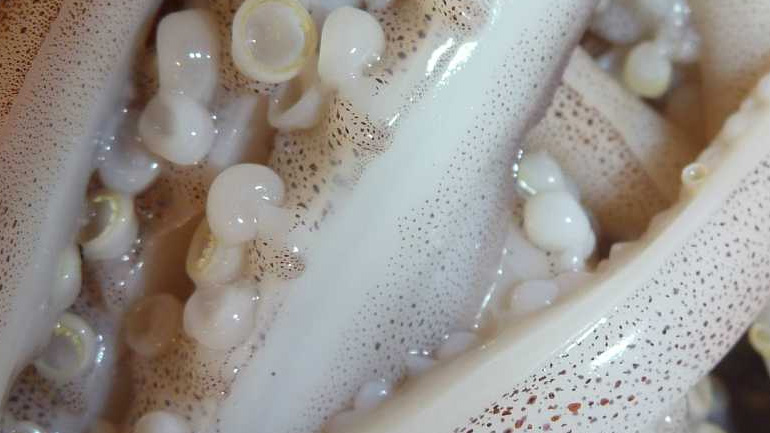 Δέσμευση 2,2 τόνων πλοκαμιών θράψαλων σε επιχείρηση του Πειραιά