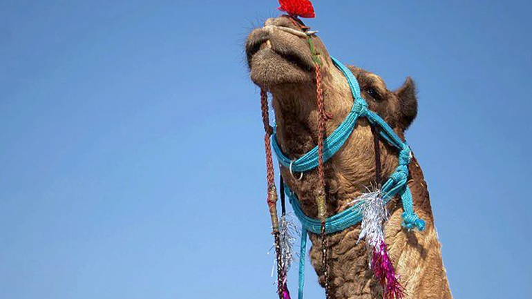 Στην Κάινα Αποκορώνου Χανίων αναβιώνει το έθιμο της Καμήλας