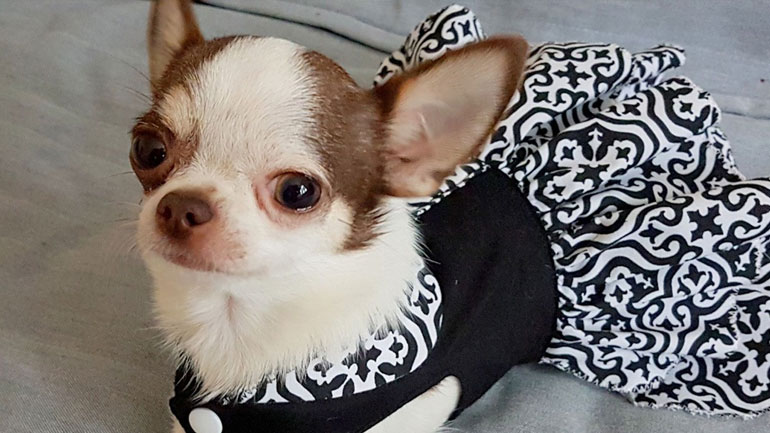 Αυτά είναι τα πέντε πιο διάσημα σκυλιά στο Instagram