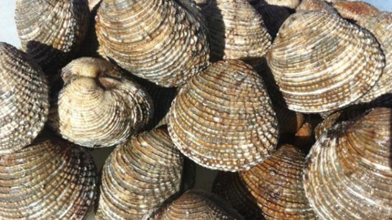 Κατασχέθηκαν 104 κιλά όστρακα στη Λέσβο