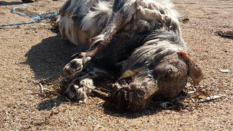 Αποτρόπαια κακοποίηση και θανάτωση σκύλου σε παραλία της Μεσσήνης