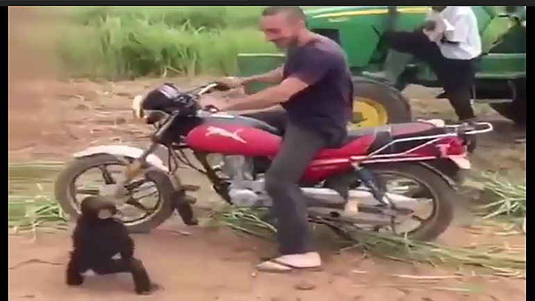 «Μαϊμουδιές» πάνω στη μοτοσυκλέτα