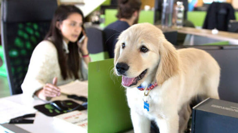 Τα κατοικίδια στο γραφείο απογειώνουν την παραγωγικότητα!